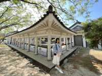 Blossoms and Breeze: The Sakura Magic of Bomun Lake in Spring