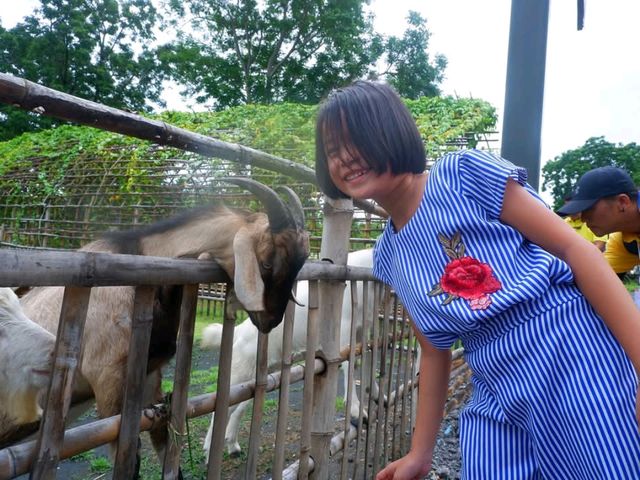 ฟาร์มแกะทหารช่าง 🐑 