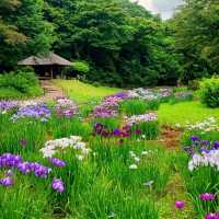 A stunning irises hidden garden in the heart of Tokyo