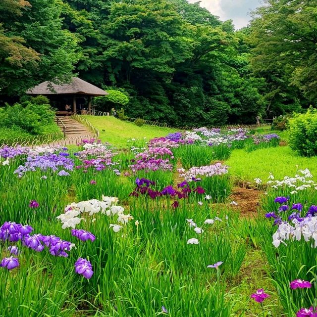 A stunning irises hidden garden in the heart of Tokyo