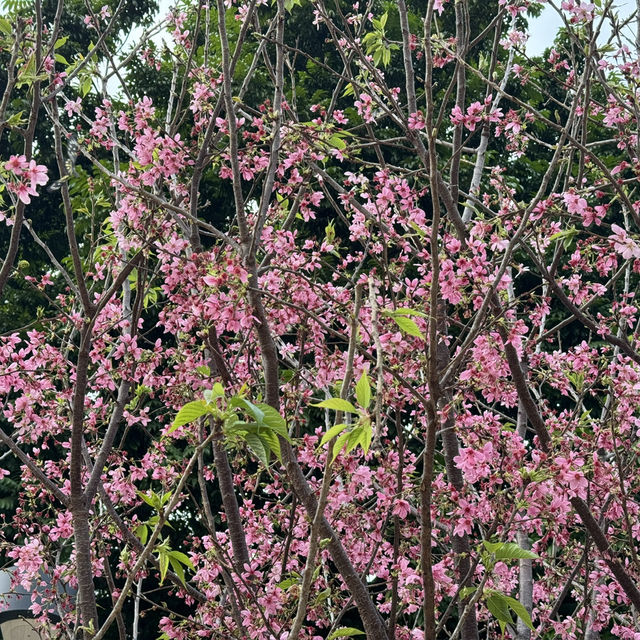 🌸 探索天水圍的櫻花之旅：感受春天的魅力 🌼