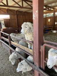 600만평 대관령 삼양목장 🐑