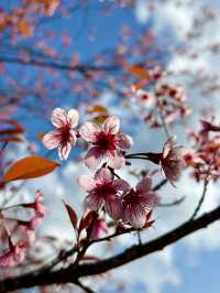 Wild Himalayan Cherry in Thailand