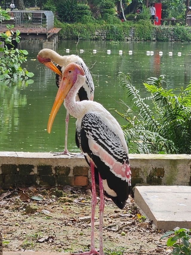 A day trip to Zoo Negara Malaysia