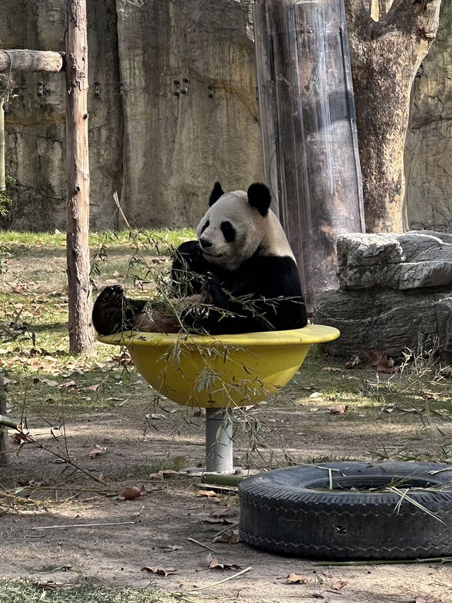 A Wild Adventure at Shanghai Wild Animal Park