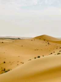 🏜️ Thrills & Serenity: Abu Dhabi Grand Safari with Family 🌅