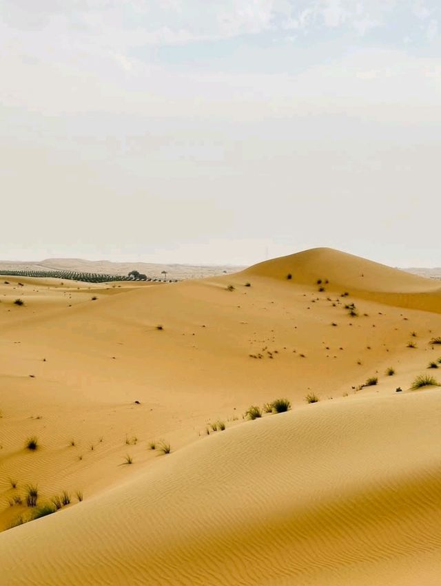 🏜️ Thrills & Serenity: Abu Dhabi Grand Safari with Family 🌅
