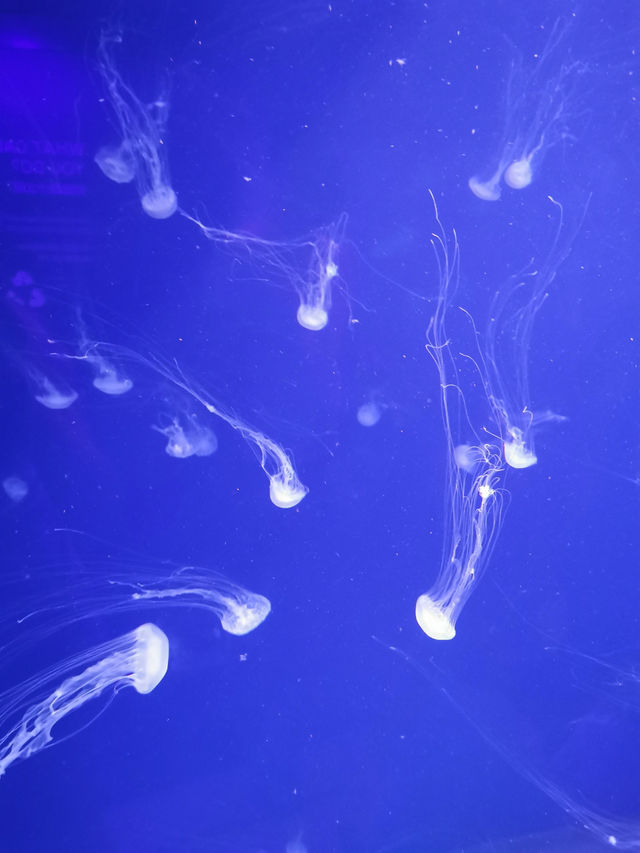 🇸🇬 Dive Into Wonder: Exploring the Magic of Jellyfish and Marine Life at Singapore Sea Aquarium