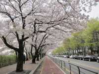 Cherry Blossoms Aren’t Just in Japan, Seoul Has Them Too: Yeouido Hangang Park