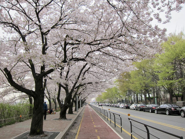 Cherry Blossoms Aren’t Just in Japan, Seoul Has Them Too: Yeouido Hangang Park
