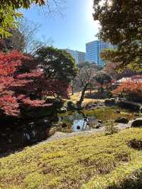 飯田橋「小石川後樂園」賞楓