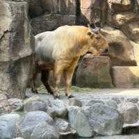 多摩動物園的日+夜間魔法