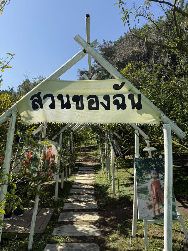 สวนส้มของฉัน my garden