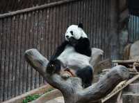 วันชิล ๆ กับเหล่าสัตว์น่ารัก ที่สวนสัตว์เชียงใหม่ 