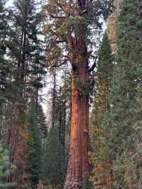 Among Giants – My Outdoor Adventure in Sequoia National Park