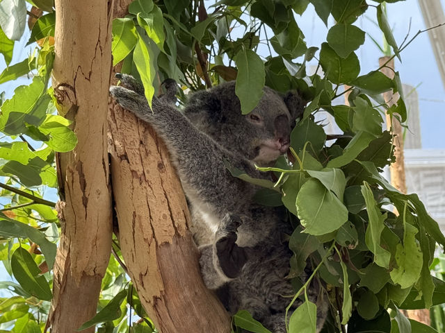 悉尼令人雀躍的野生動物園Wild Life Sydney Zoo
