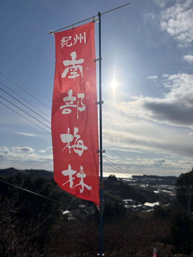 南部（みなべ）梅林へ今年初めての梅を見に❤️