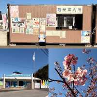 【津久見】九州一早い桜の便り🌸河津桜🌸