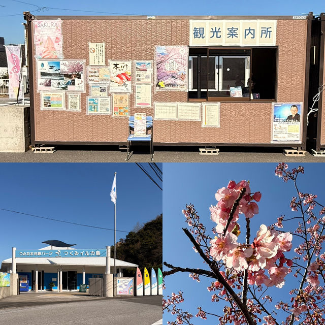 【津久見】九州一早い桜の便り🌸河津桜🌸