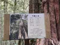 司馬庫斯巨木群步道～賞櫻兼看神木