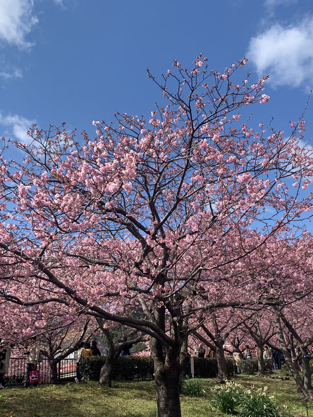 東京河津早櫻盛開的難忘之旅 🌸✨