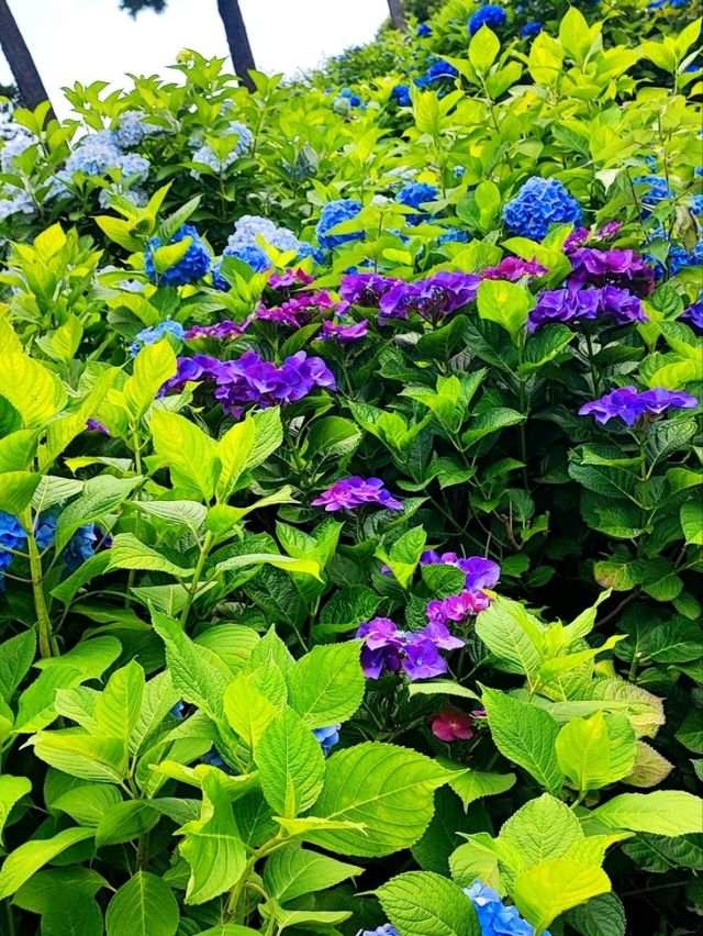 Odawara Castle: A Fairytale Scene in Bloom