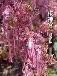 【桜神宮】河津桜とピンクリボン🎀が綺麗だった‼️