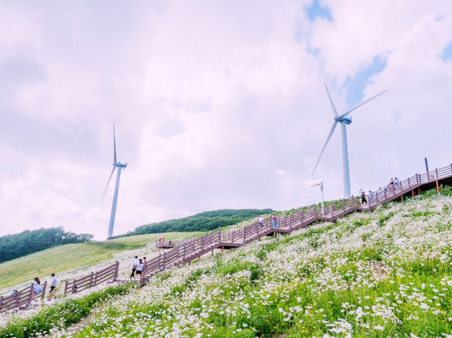 A Wonderful Day at the Pyeongchang Pyeongok Mountain Daisy Flower Festival