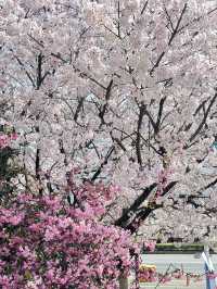 韓國🇰🇷 釜山 三樂生態公園賞櫻🌸