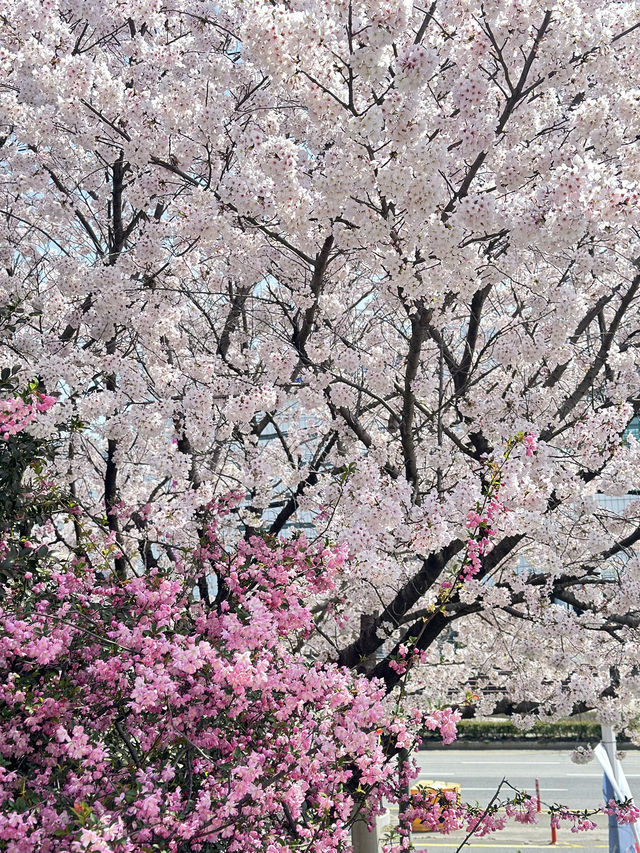 韓國🇰🇷 釜山 三樂生態公園賞櫻🌸