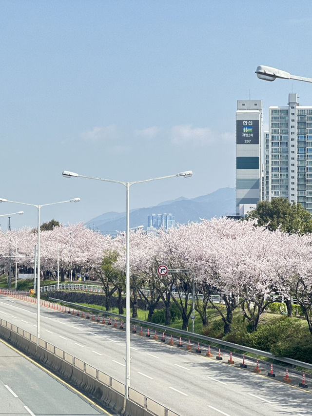 韓國🇰🇷 釜山 三樂生態公園賞櫻🌸