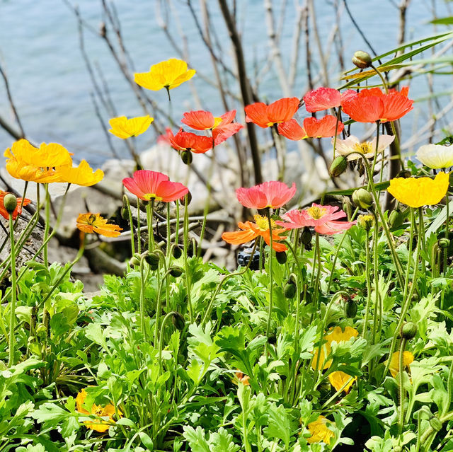 Spring Serenity by the Lake in Montreux