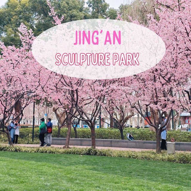 ดอกซากุระ​บานที่​   Jing'an Sculpture Park