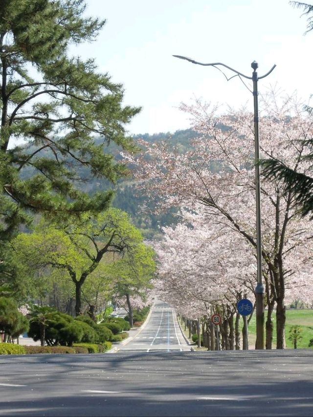 釜山4月鎮海櫻花節
