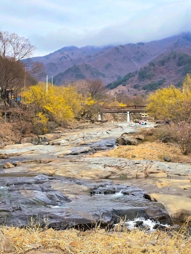 나의 시선으로 담아온 봄🌼