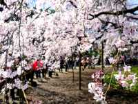 【東京】圧巻の枝垂れ桜の大木！「六義園」