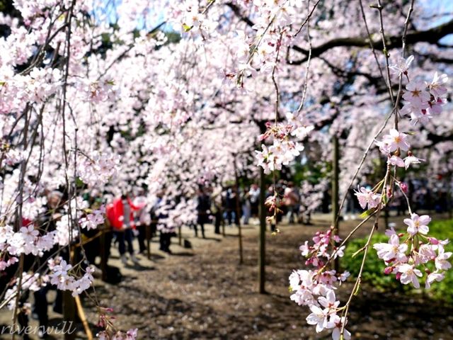 【東京】圧巻の枝垂れ桜の大木！「六義園」
