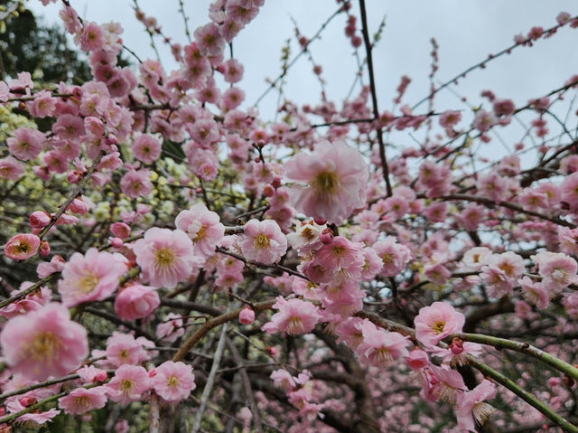 It’s a lucky day for an early cherry blossom in Kyoto 🌸