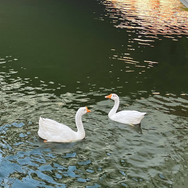 曼谷市中心的綠洲～班嘉奇蒂公園