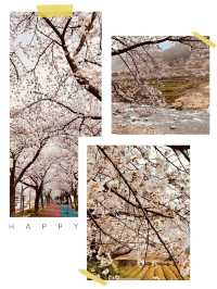 A Springtime Journey from Hwagae Market to Ssanggyesa Temple 