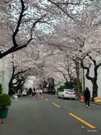 이제 벚꽃시즌🌸 부산에서 즐기는 벚꽃여행코스 정리
