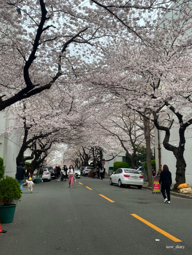 이제 벚꽃시즌🌸 부산에서 즐기는 벚꽃여행코스 정리