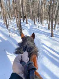北海道旭川必體驗🐎夢幻雪地行程（老少咸宜）
