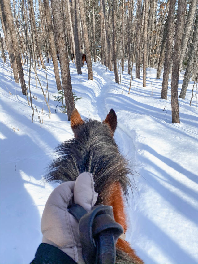 北海道旭川必體驗🐎夢幻雪地行程（老少咸宜）