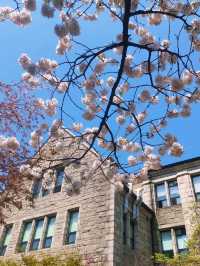Chasing Sakura at Ehwa Women’s University 