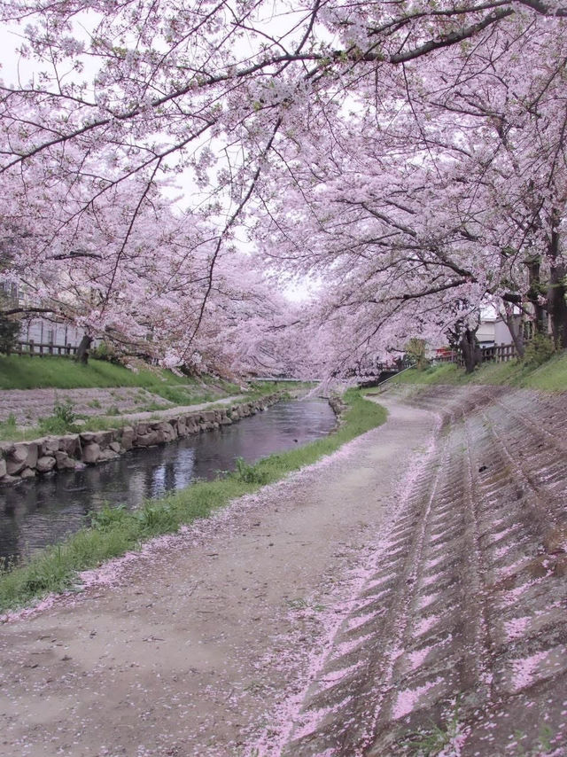 Chasing Sakura at Motoara River