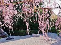 Chasing Sakura at Myoshinji Garden