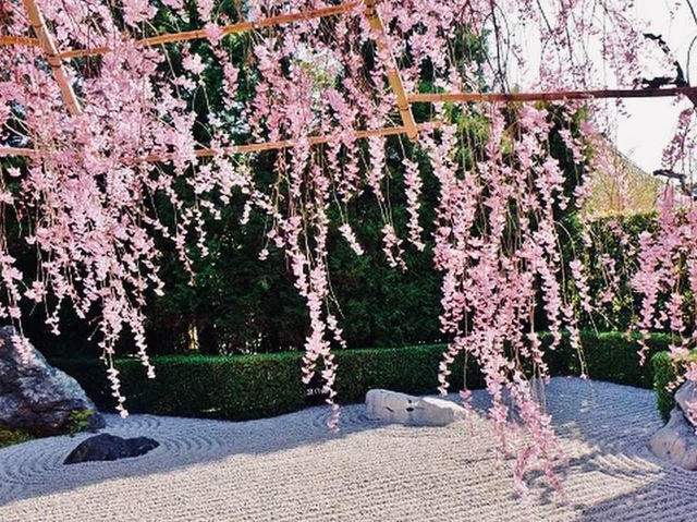 Chasing Sakura at Myoshinji Garden