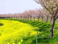 【栃木県】絵本みたいな可愛い桜の名所「思川桜堤」