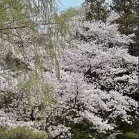 BLUSH OF SPRING | FULL BLOOM IN BOMUN LAKESIDE